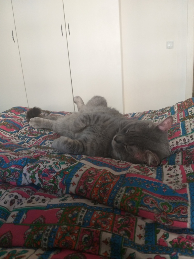 CocoaTheOne's profile header