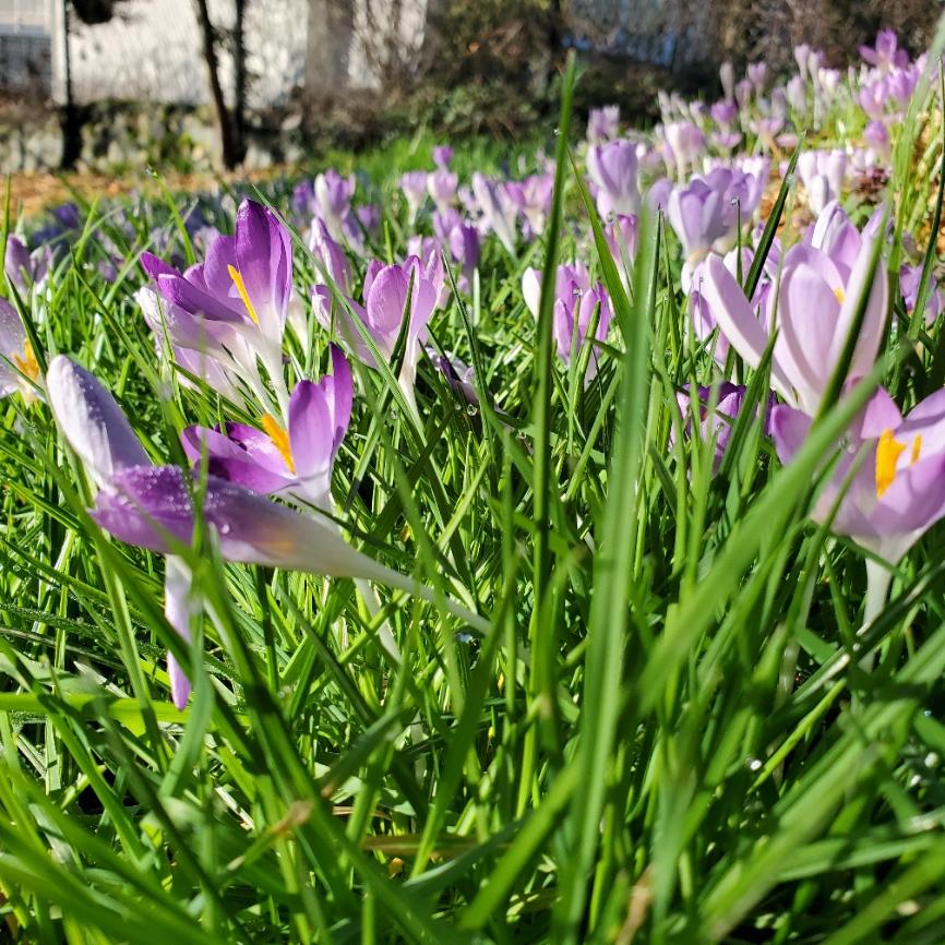 PhoenixSerenity's profile header