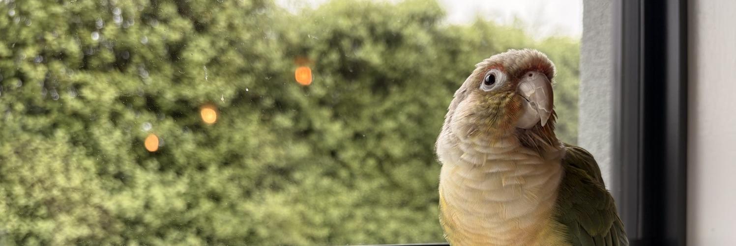 SeaFury's profile header