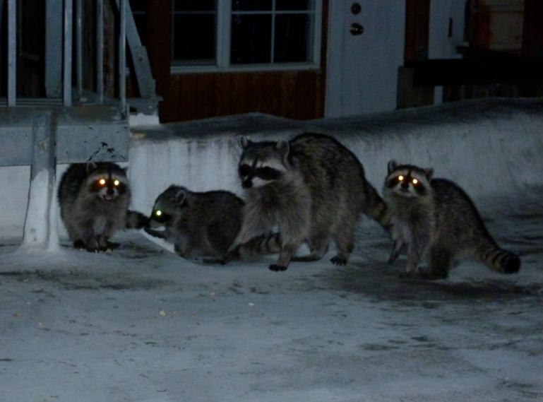 PallasRiot's profile header