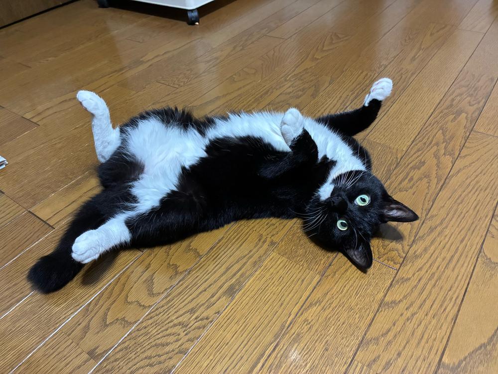 nowathecat's profile header