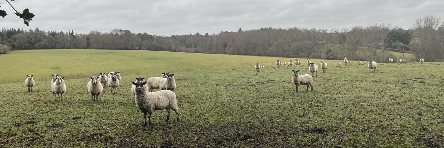 saxifraga's profile header