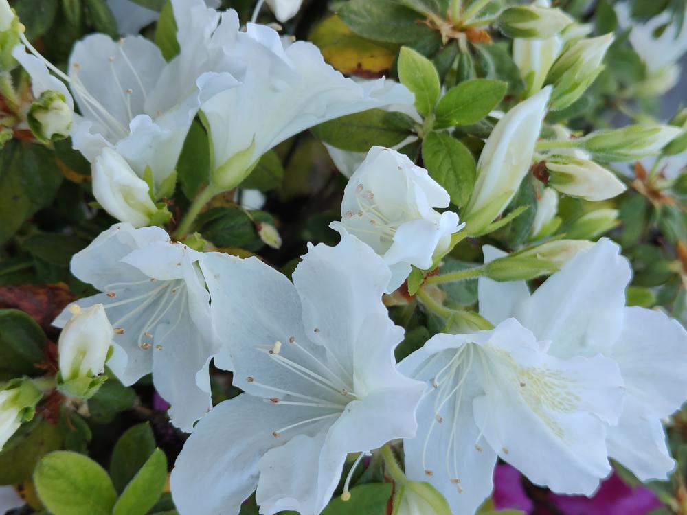 ellebell43's profile header