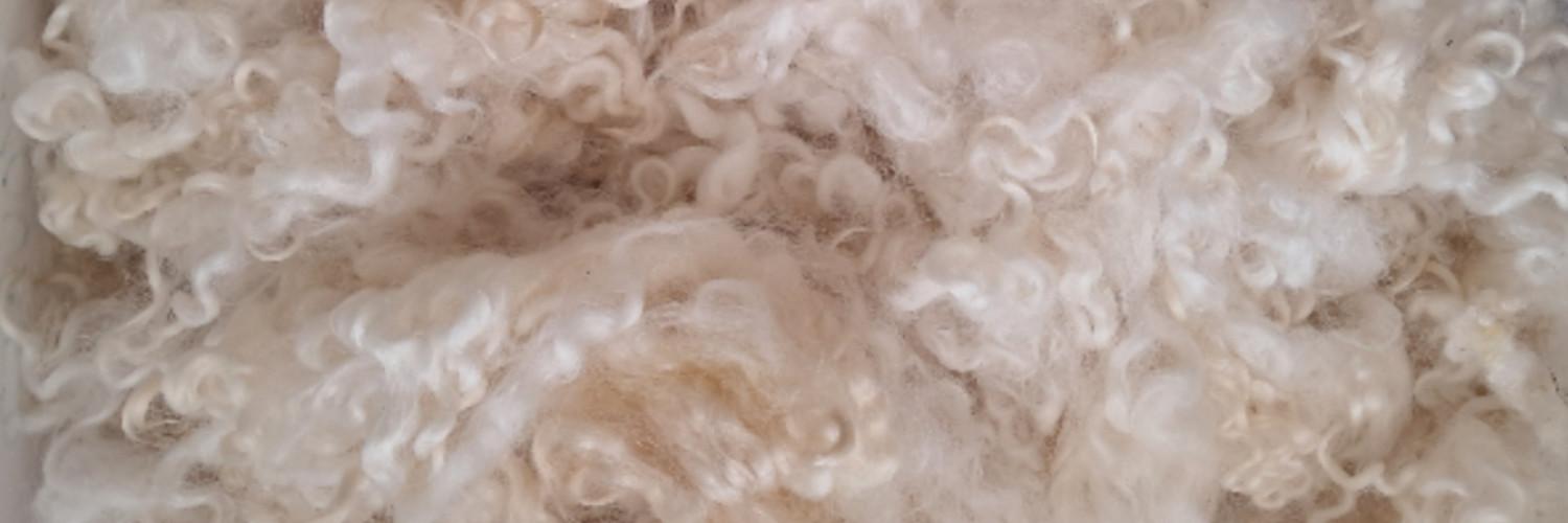 dar's profile header