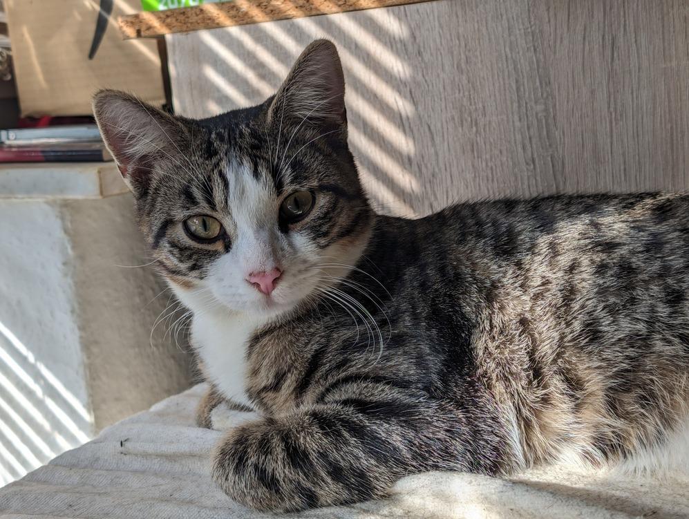 cats's profile header