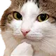 :catthinking: