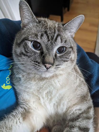 Picture of a lynx point, grey and cream tabby cat with blue eyes being held in my arms. His eyes are large and dilated, dark pupils reflecting the cozy empty abyss of his mind, and the deep love in his fuzzy heart.