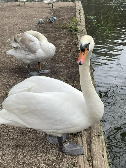A large white mute swan stands on a brown dirt bank. Its neck is turned towards the camera, showing off its vivid orange beak. Behind it a younger swan still has some brown feathers and is preening so appears to have no head.