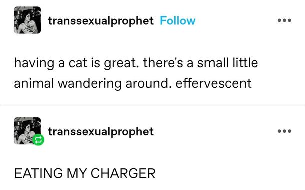 having a cat is great. there's a small little animal wandering around. effervescent 

(Self reblog) EATING MY CHARGER