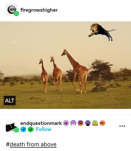 fire grows higher: Photoshop of a lion in a jumping pose, high above some giraffes

end question mark: death from above