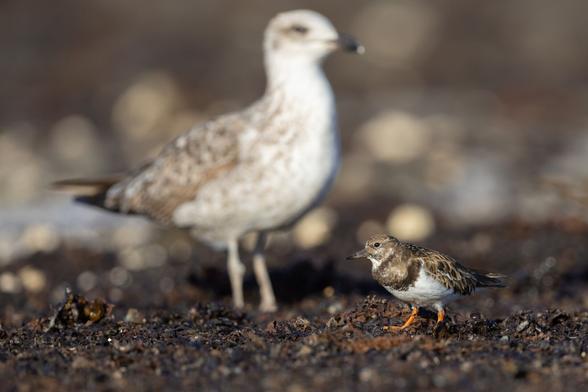 Unscharfe Möwe, davor in kleinein Steinwälzer
