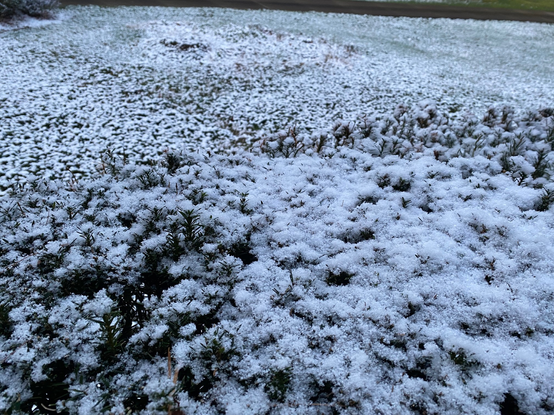 Color image of new snowfall April 7, 2025, Bath Township, Summit County, Ohio, USA. Image shows new snow on the hedges and grass two weeks into spring.