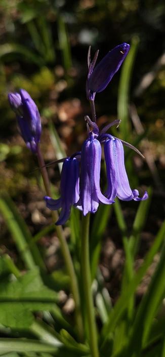 Bluebells in flower. The shade of blue can vary quite alot, between deep violet, through to pale lavender and even white.