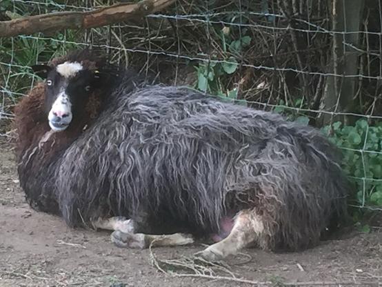 A very big grew, brown and white sheep lies on her side against the fence