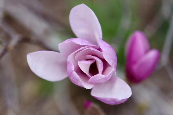 Magnolia bloom from above