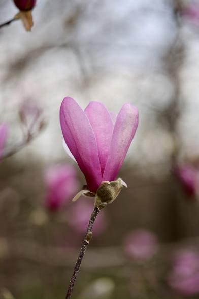 Magnolia bloom, almost open viewed from the side