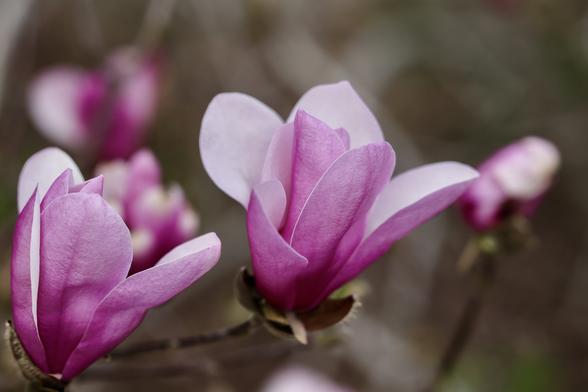 Side view of magnolia blooms