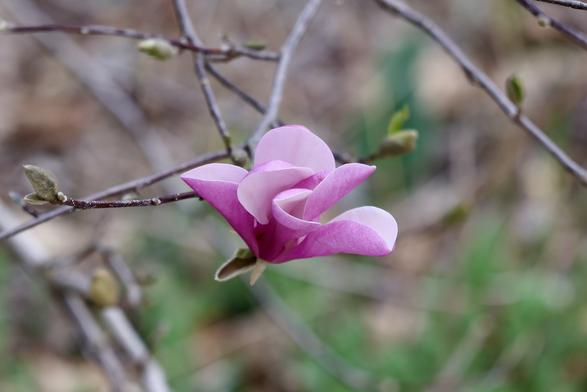 Magnolia bloom, awkwardly almost open