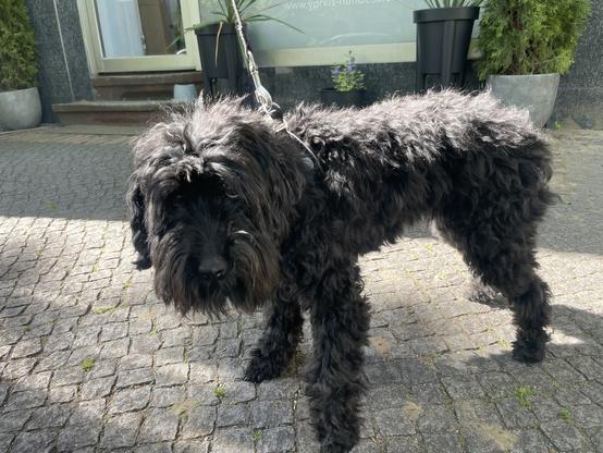 Before foto: Scruffy black dog with fluffy long wavy curly hair.