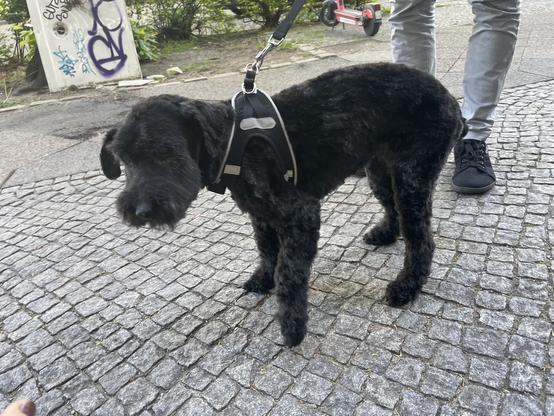 After foto: now very tiny black dog with short hair.