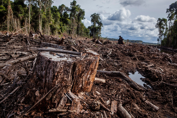 #News: #Indonesia’s #Climate Programme Hijacked by Political Cronies. Donor funds from Norway and the UK are being funnelled to allies with zero expertise while #forests disappear. #TAKE ACTION and #BoycottPalmOil @Mongabay https://news.mongabay.com/2025/03/political-appointments-in-indonesian-climate-program-spark-outcry-over-accountability/?utm_source=mastodon&utm_medium=Palm+Oil+Detectives&utm_campaign=publer