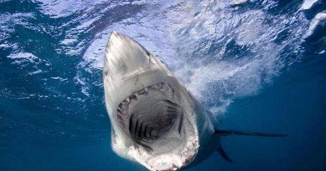 Warning to tourists after rise in shark attacks | World | News