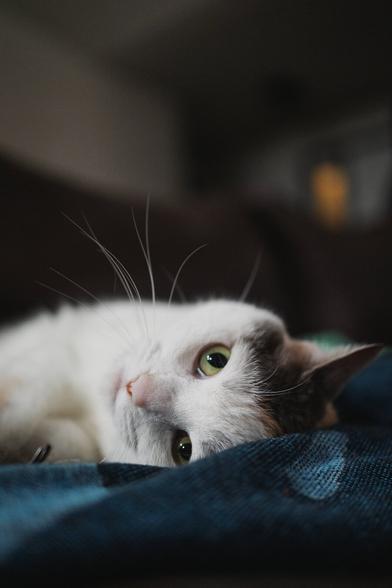 A white cat lying on a blanket, upside down with its head tilted, gazing playfully into the camera.