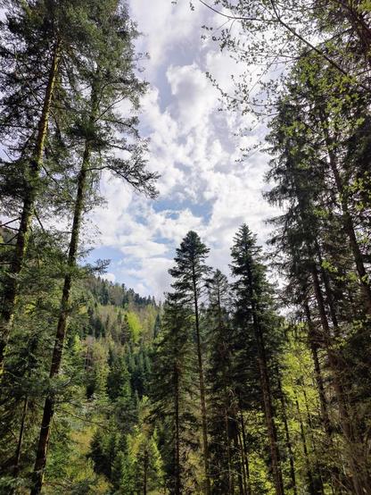 Mille et une nuances de vert avec des pointes de sapin dressées vers un ciel nuageux.