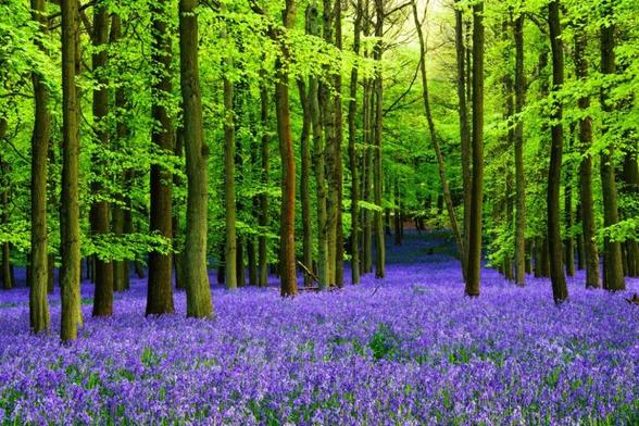 Scotland's stunning bluebell woods dubbed 'nature's fireworks' in bloom early - here's 21 top spots