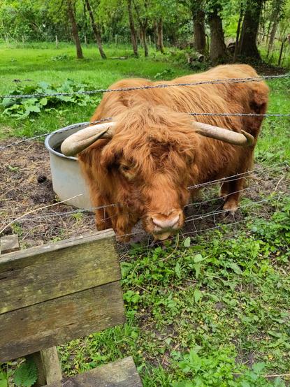 Un taureau Highland de très près, qui passe sa tête par la clôture barbelée et tire légèrement la langue. Il est marron avec les poils longs et des grandes cornes.