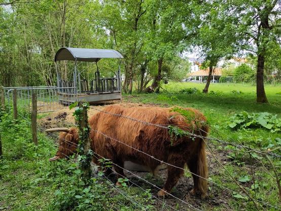 Le taureau Highland précédent, avec la tête dans son enclos, mais la langue très longue qui dépasse pour attraper des herbes de l'autre côté.