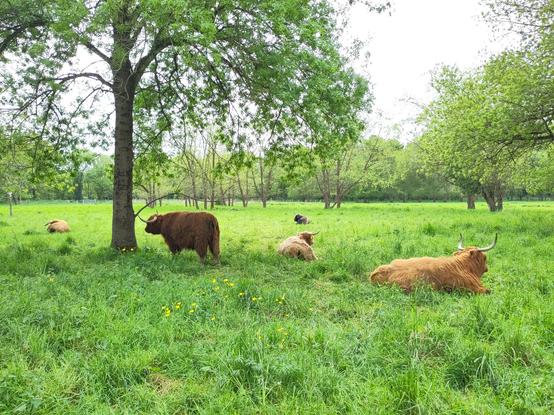 Cinq vaches Highland dans différentes teintes de marrons, avec leur poil long et leurs grandes cornes, tranquillement posées dans l'herbe au milieu des arbres.
