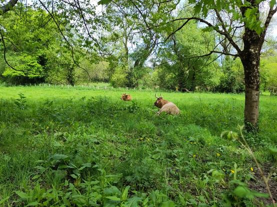 Deux vaches nantaises (poils courts, beiges, moyennes cornes) allongées dans l'herbe à l'ombre.