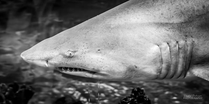 An unknown type of shark swims in a tank at the Kansas City Zoo & Aquarium.