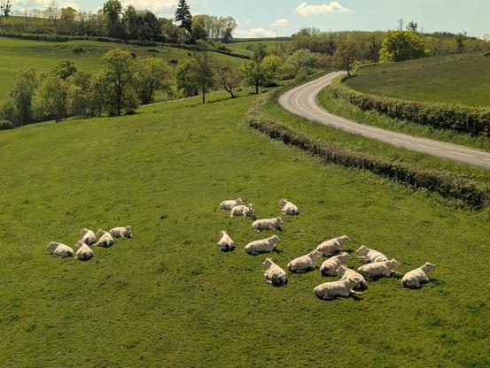 Cows in France country side