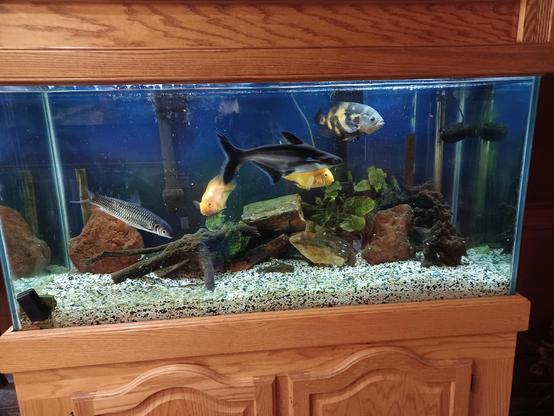 Large rectangular aquarium on a light wooden bureau with a matching wooden top. Tank contains several large fish of various colors. White gravel lines the bottom. A few large rocks, greenery, and what looks like an anchor decorate the bottom of the tank, as well.
