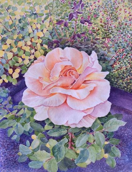 Watercolor painting of a large peace rose in a garden. Petals of pink and peach, surrounded by leaves of green, yellow and purple.