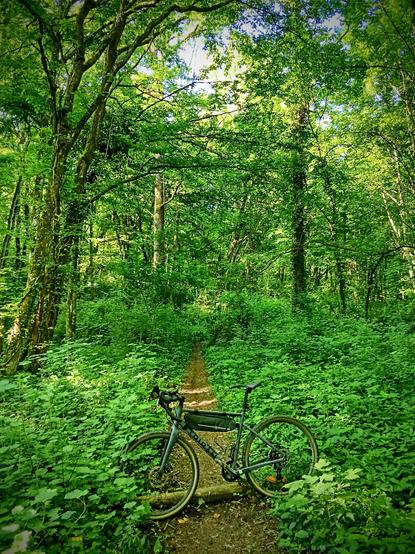 Gravel bike standing in the middle of the track in the forest. The whole picture is green.