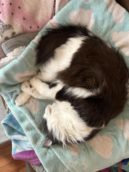 Birds eye view of a napping black and white kitty curled in a nest of fleece blankies. His three legs, two front and one back, are tucked close to each other, and his little tail puff is curled by his back leg. He is floofy, and sleeping soundly.