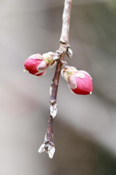Two buds on a weeping peach tree