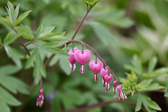 Bleeding hearts beginning to bloom, almost to full size on one side, and barely a hint of a start on the other.