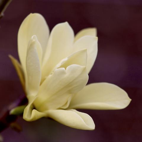 Yellow magnolia bloom, almost open. There is only one this year, so it is getting lots of attention. Last year the one bud froze, so I was happy to see it this year.