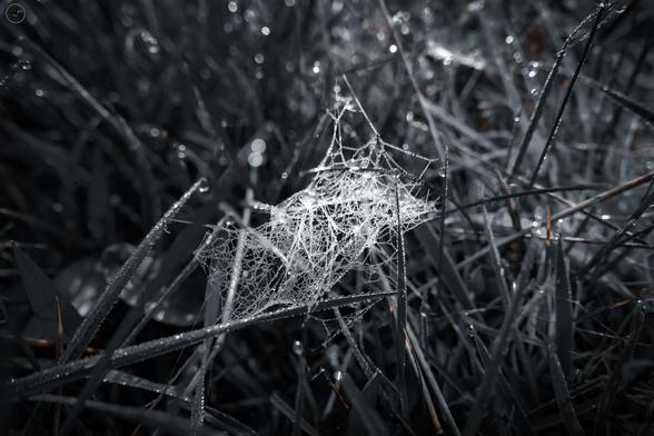 Dew covered spider web in grass