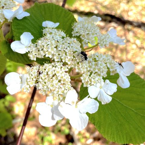 A close-up image of white Hobblebush flowers with small clusters of blossoms and green leaves. Two small black insects are visible on the flowers.