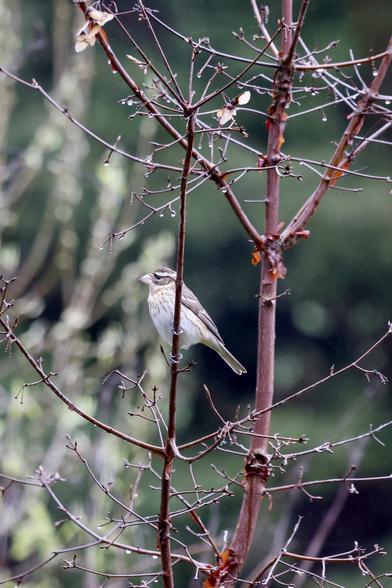 Rose-Breasted Grosbeak showing off a Paperbark Maple. The maple hasn’t started leafing out yet