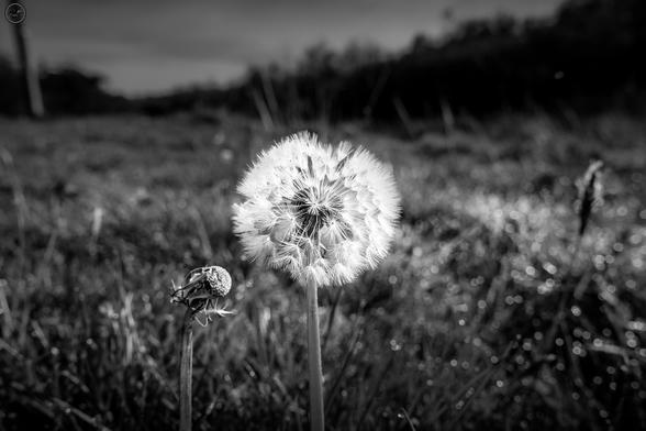 Monochrome shot of dandelion in field