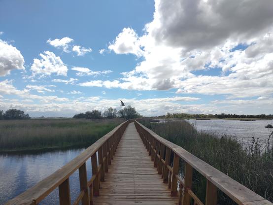 Se ve un camino de madera sobre el agua. Al fondo un ave