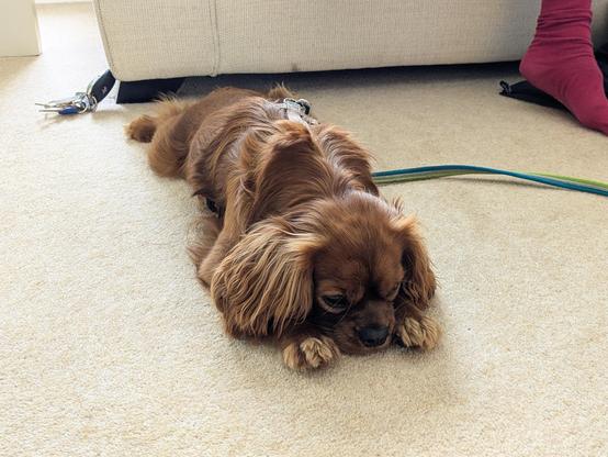 A very adorable, silky brown Cavalier King Charles Spaniel lying down on a beige carpet. He has his face in between his front paws with the typically grumpy resting expression of his breed, his back legs are stretched out behind him to take up as much room as possible.