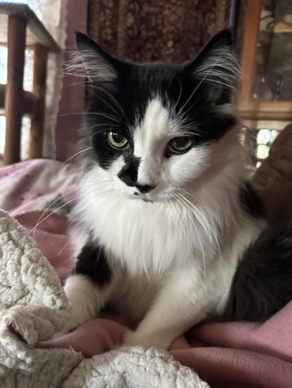 A black and white kitty sitting on his bottom on a little pink and white fleecie. He is kneading the blankie with his front feet. He looks calm, sweet, and floofy, with a long plushy ruff and long white ear tufts.
