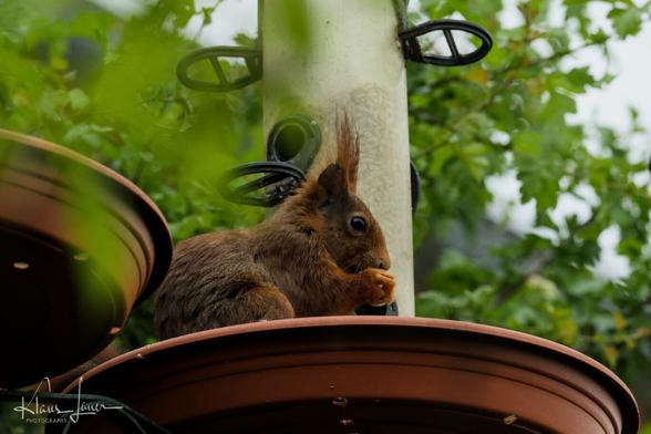 Auf dem Foto sieht man ein Eichhörnchen, dass in der Auffangschale einer Vogelfutterstation in 3,5m Höhe sitzt und sich an den Sonnenblumenkernen satt frisst. Dahinter ist eine Weißdornhecke zu erahnen, über die das Eichhörnchen Zugang zur Station hat. Die Weißdornhecke schützt sowohl Eichhörnchen als auch Vögel vor aufdringlichen Katzen :).